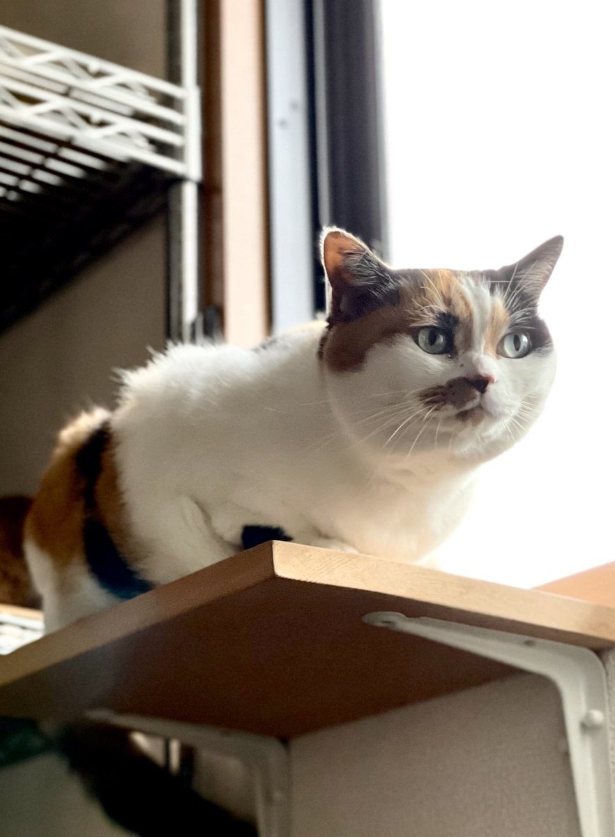 にゃんころもち (@sakura_nyancolo) / Posts / X