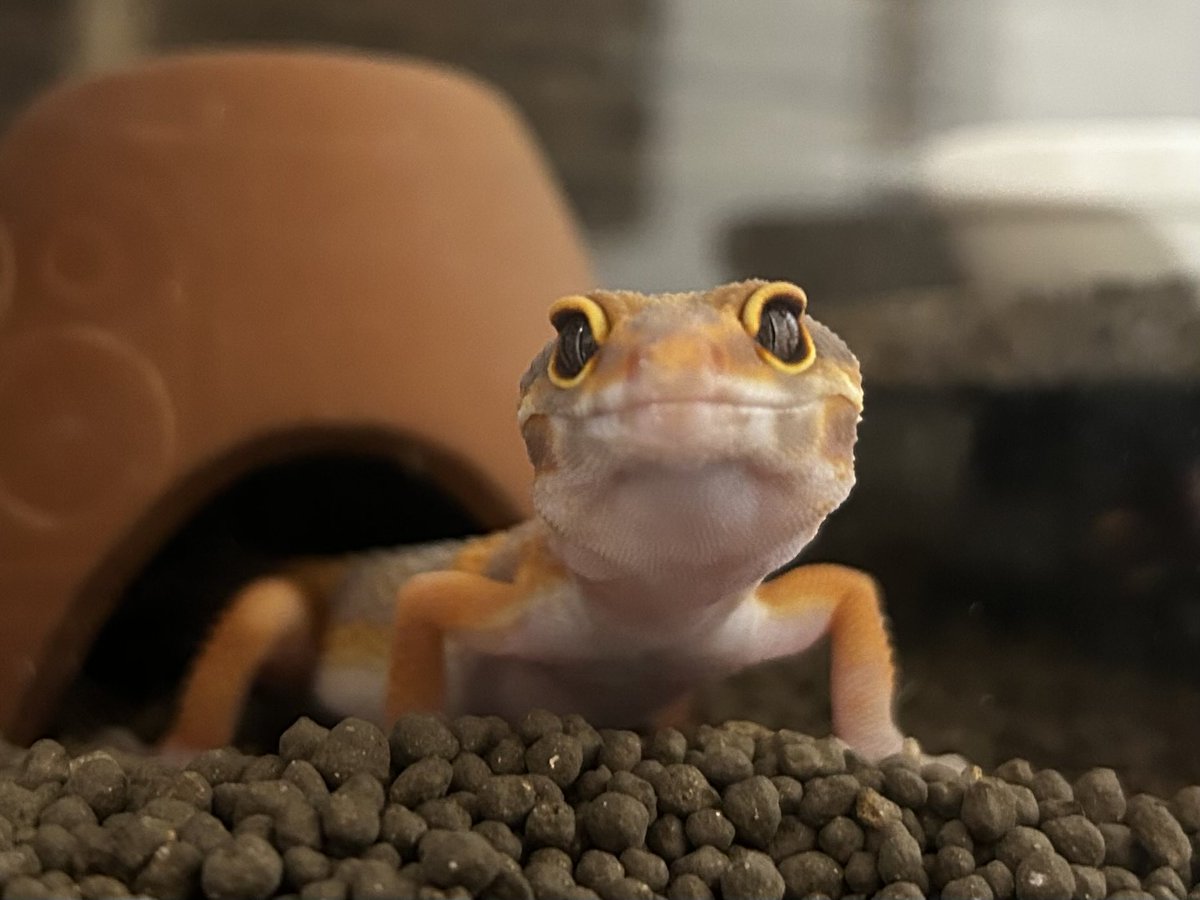 #RCF 
あおイ(<a href="/same_1008/">あおイのおえかき@RCF</a> )さん、ばってんさん(<a href="/darakeru_kaisya/">ダラダラカンパニー</a> )、月光堂さん(<a href="/tsukinohikari32/">月光堂｜10/28-11/2 RCF出展【 爬虫類シェルター制作所】</a> )no.73さん、肉塊(<a href="/nemnemnm/">RCF10/28〜11/2‼️🇹🇬肉塊</a> )さんのグッズを購入！

 no.73さんとあおイさんのはもっとでっかい原画とかカバンとか欲しかったけど荷物の関係で断念💦

月光堂さんの水入れはこいつが使います🧡