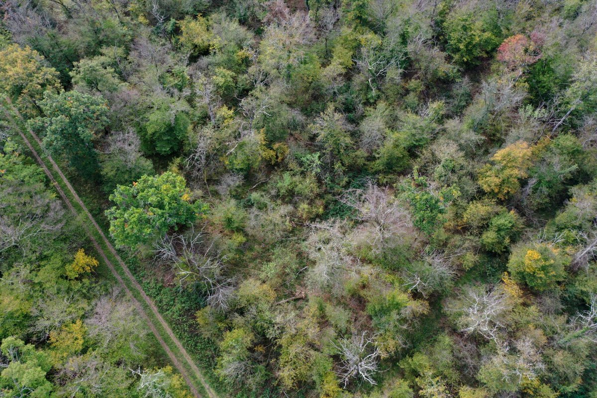 « La forêt de chênes la plus menacée de France » : les massifs alsaciens en danger de mort
➡️ l.leparisien.fr/WZDV