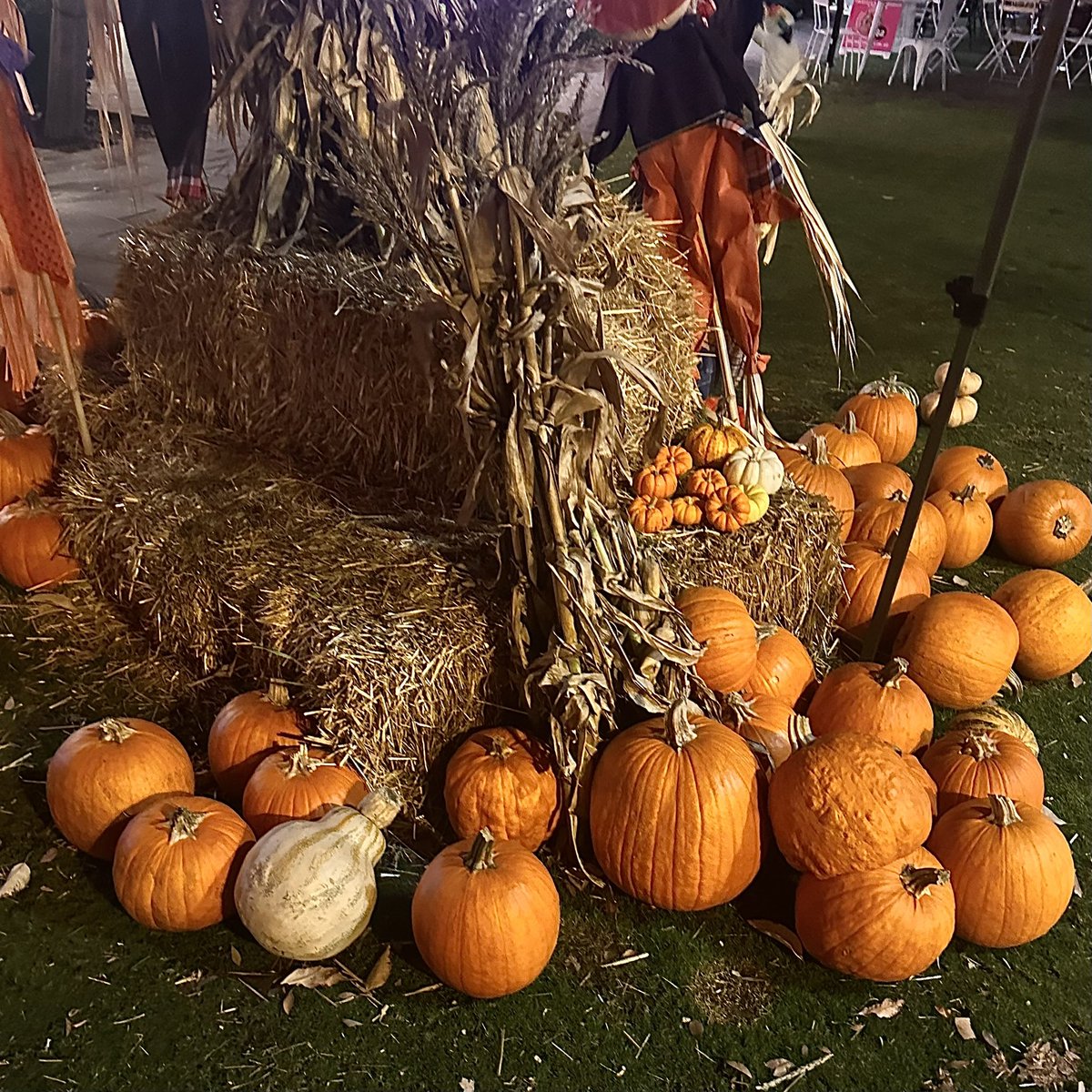 hamsterpupu's tweet image. #hamlife