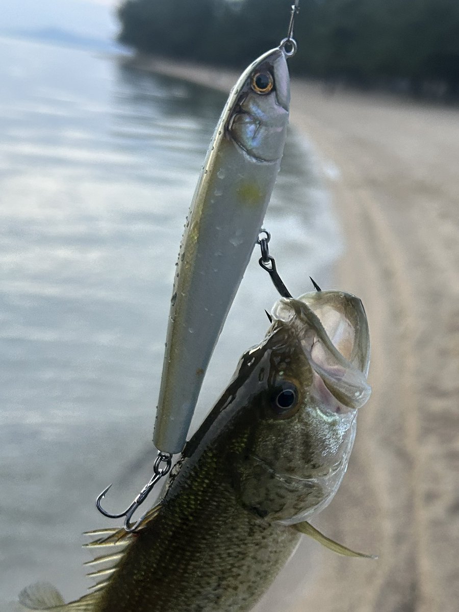 エムワイズ (@myslures) / Posts / X