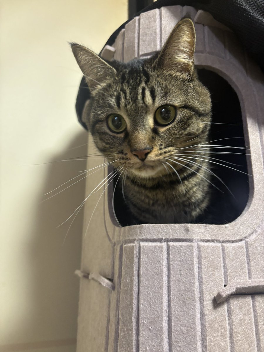 やしのはずえ on X