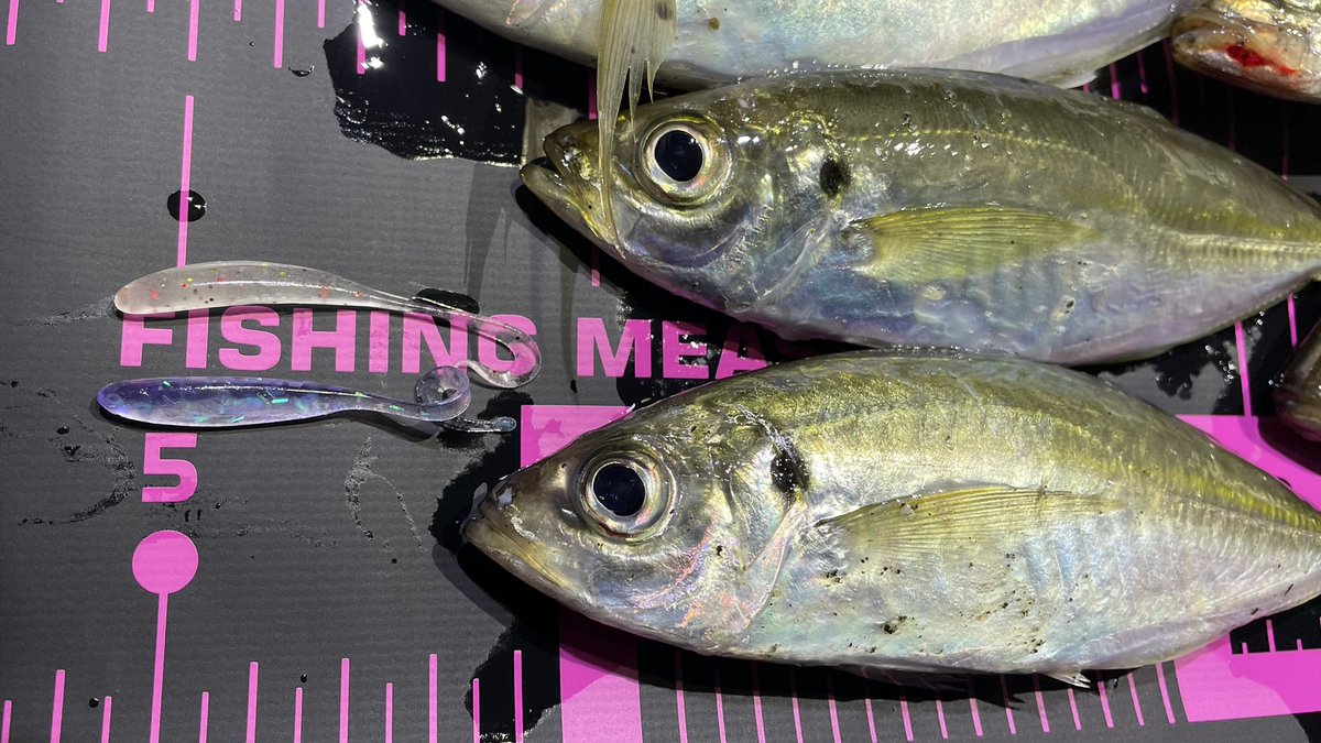 がんちゃん tweet media