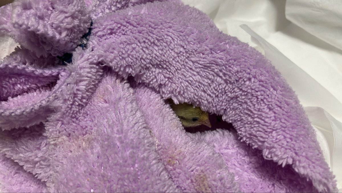 ポポチョロ🐦💨 (@1b4fc39ec9e04d3) / Posts / X