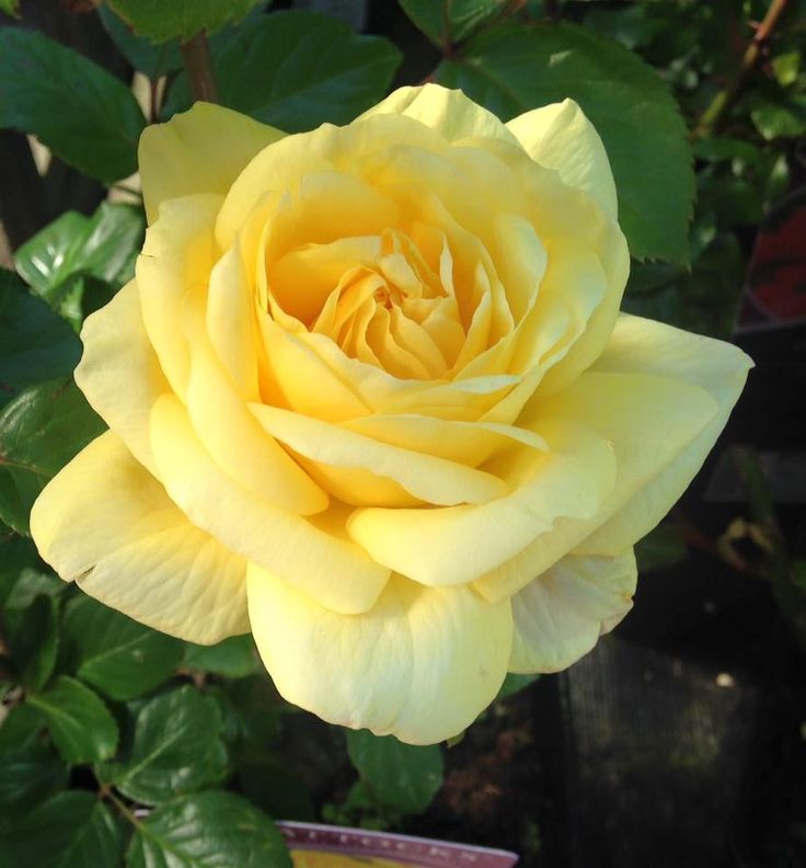 Happy Sunday #HappySunday #Rose