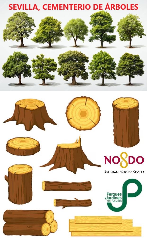 SOSterritorios's tweet photo. En #Sevilla ya NO hay #Árboles para tanta #Motosierra.
Es un inmenso #CementerioDeÁrboles.
@Ayto_Sevilla ha publicado 160 #FichasDeApeo o #Talas ejecutadas en octubre.
Faltan más de 30 #Fichas y NO han incluido los #Árboles afectados por el último temporal y la falta de cuidados. https://t.co/W2nx9WH70s