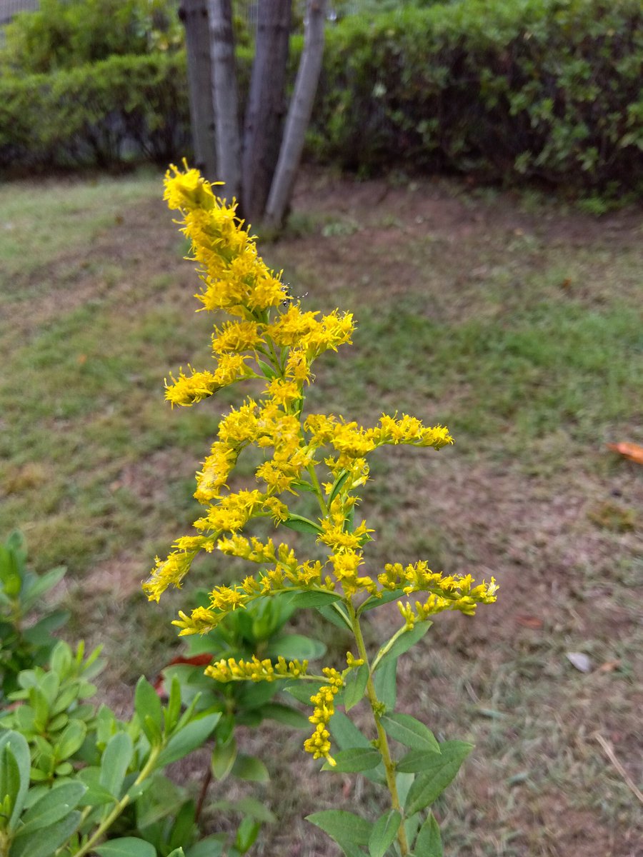 オランダ様♥️専用ページ ペンダント小ブラック｜YAZAWA CORPORATION