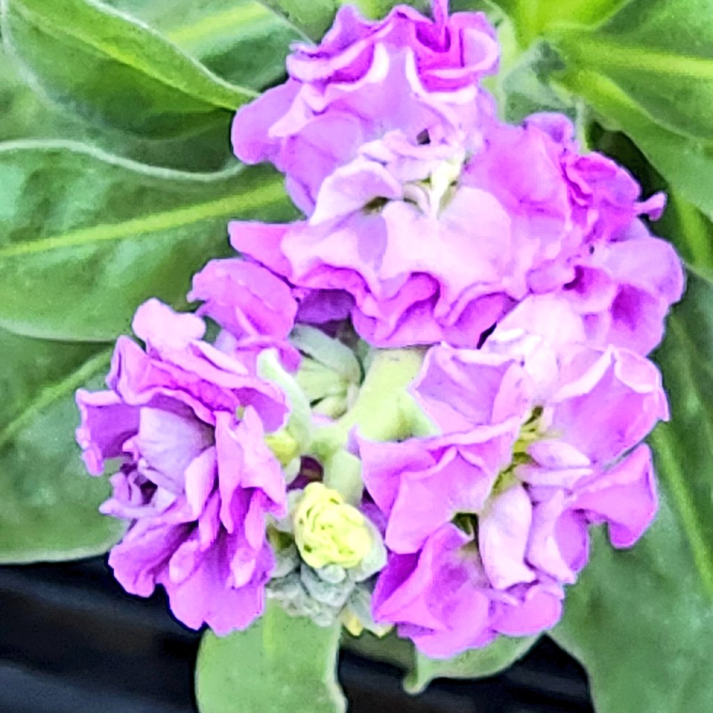 ★★あじさいタワシ★★ sachiyo on X