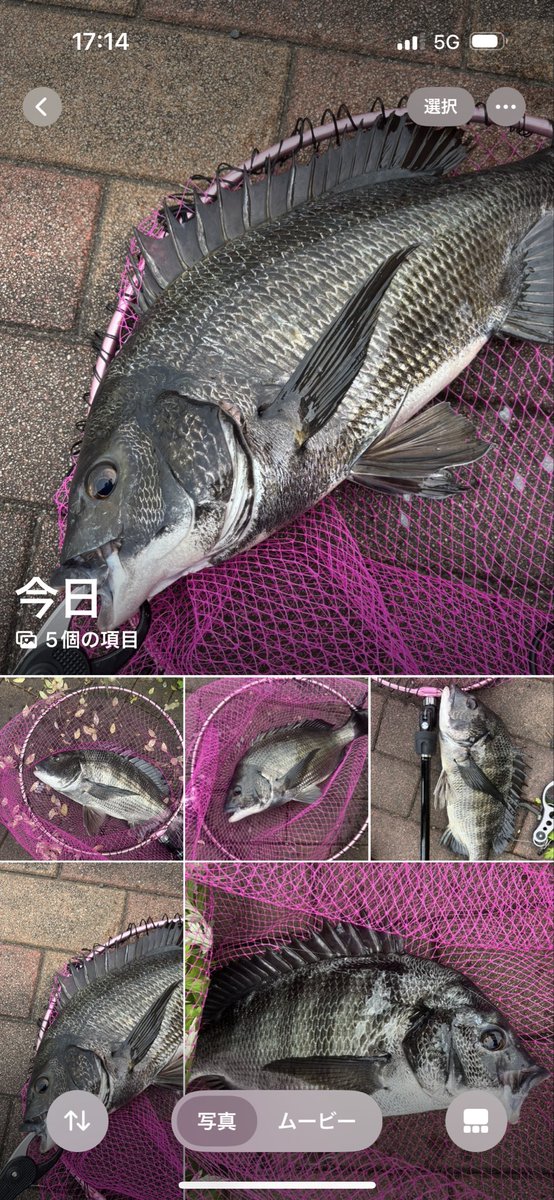 zerohechi's tweet image. 今日は潮が動きそうな時間だけ釣り！
7ヒット2バラシ楽しすぎた！
いつもは雨後＝良くない
今日は雨後＝濁って釣れた？
奥が深い🤔