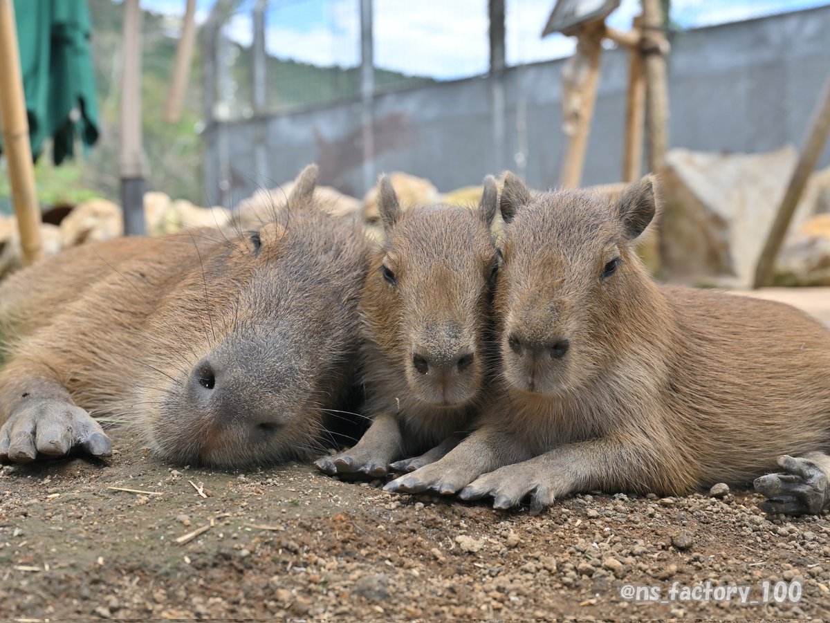 大阪住み女 (@lovehotelsuki) / Posts / X
