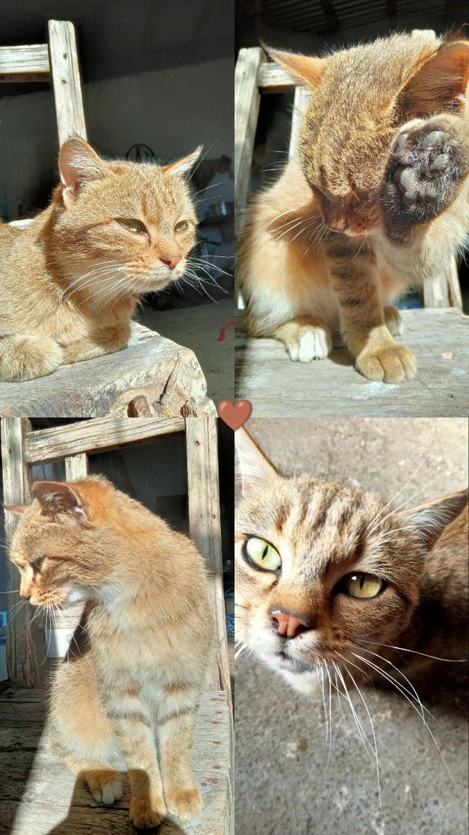 Pamuk🤎
