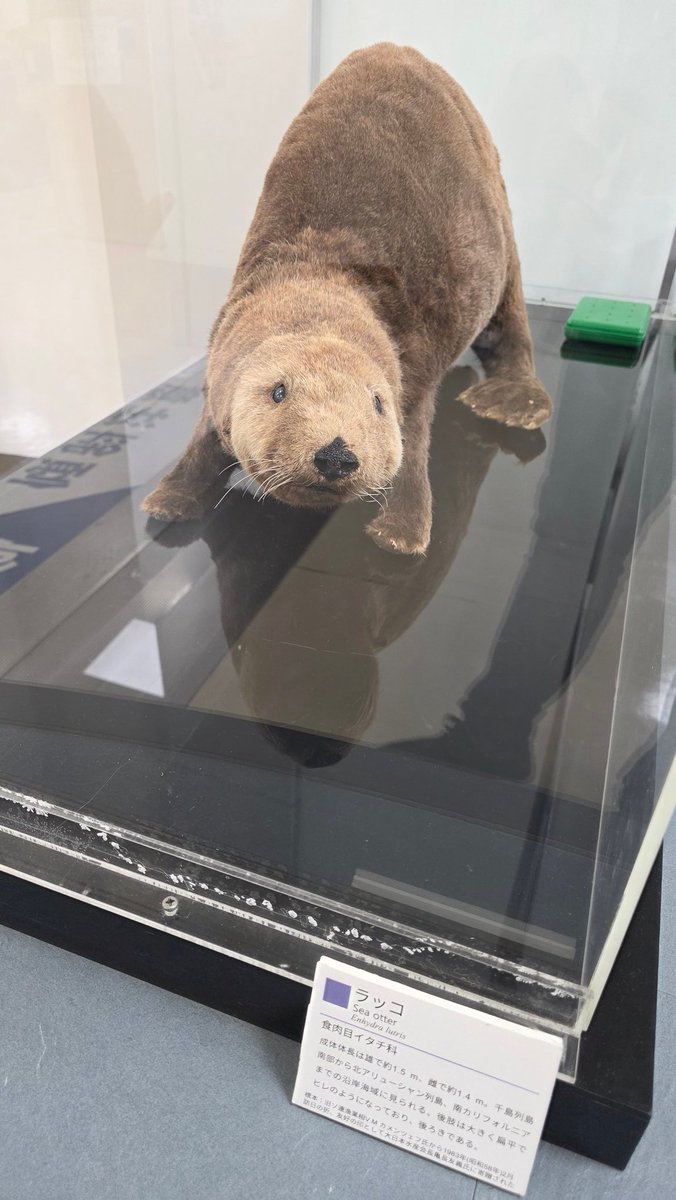 わふーお (@ww___ww___ww) / Posts / X