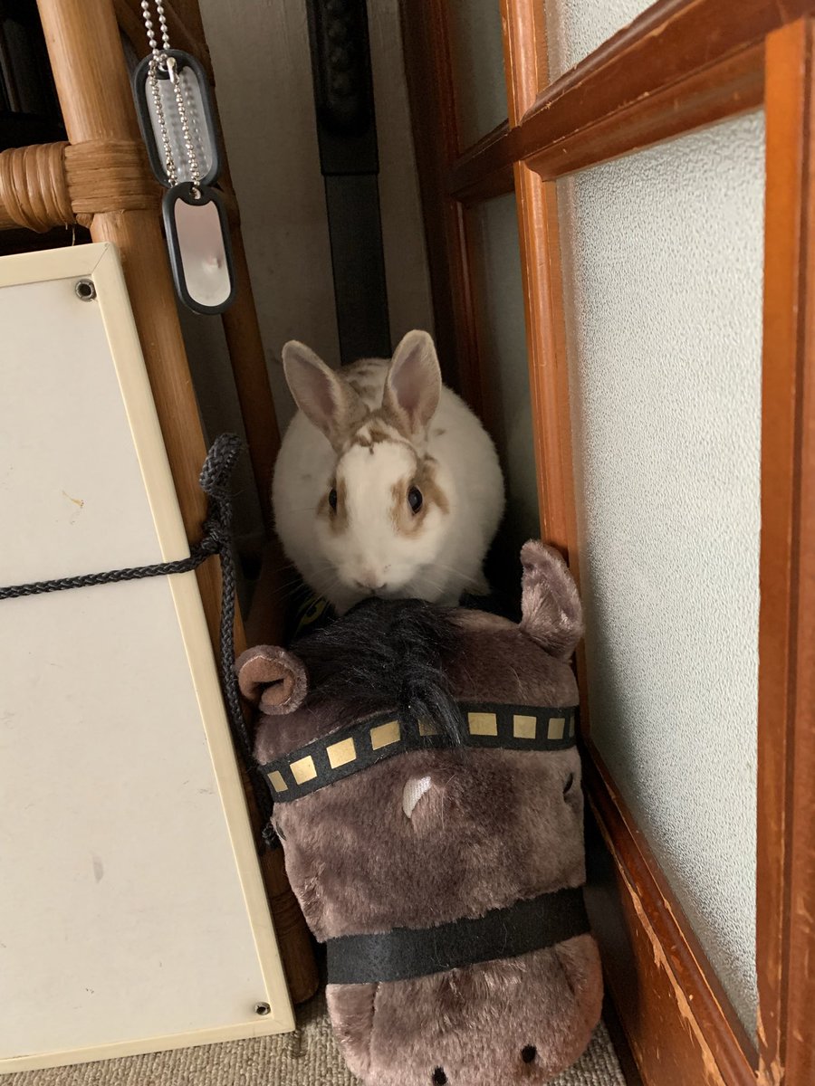 こまめのこまめ (@uOYugjOHIisETFi) / Posts / X