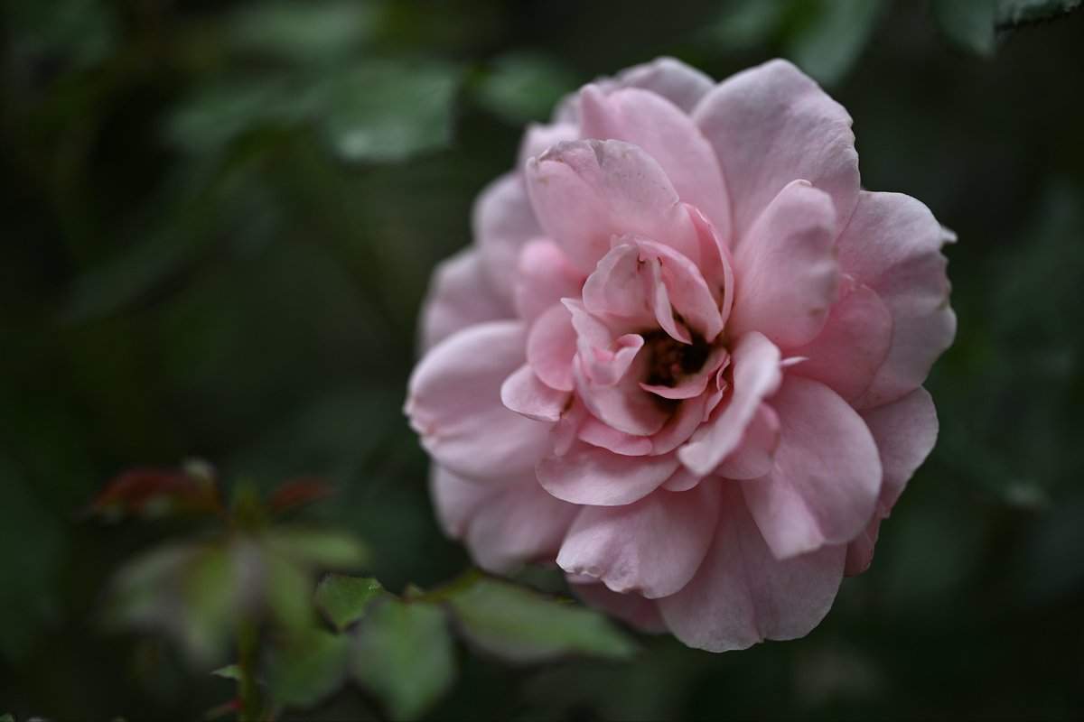 📸kazumi (@zf1118kazumi) / Posts / X