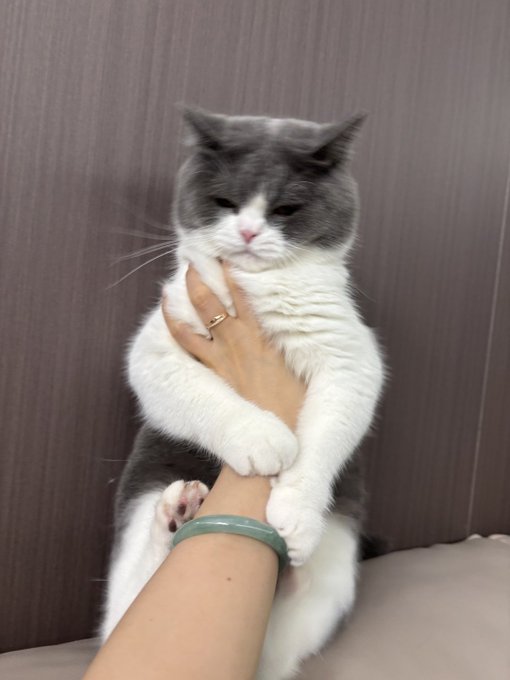 猫と過ごす時間は、いちばん柔らかくて優しいひととき。」

「猫はあなたの完璧さを求めない。ただ静かにそばにいてくれるだけでいい。猫は言葉を話さないけれど、あなたの沈黙を理解してくれる