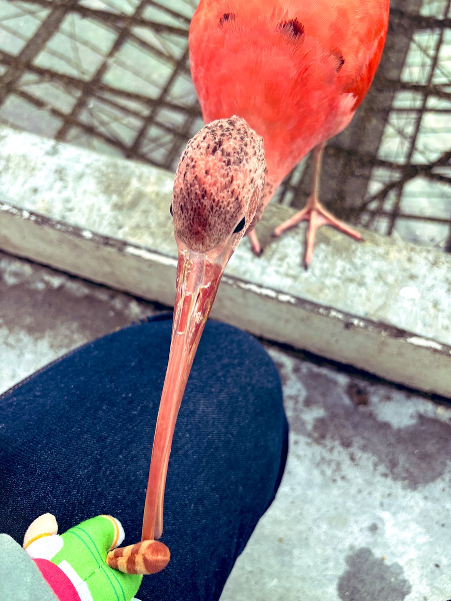 mfgkpp's tweet image. トキに狙われまくったぽぬいのしっぽ