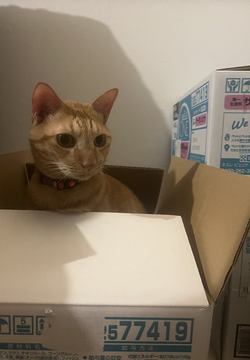 minnhapi's tweet image. 箱入り娘
横揺れ娘
#猫　#ねこ　＃保護猫
#ねこのいる暮らし　#ねこかわいいね
#多頭飼い　#猫好きさんと繋がりたい