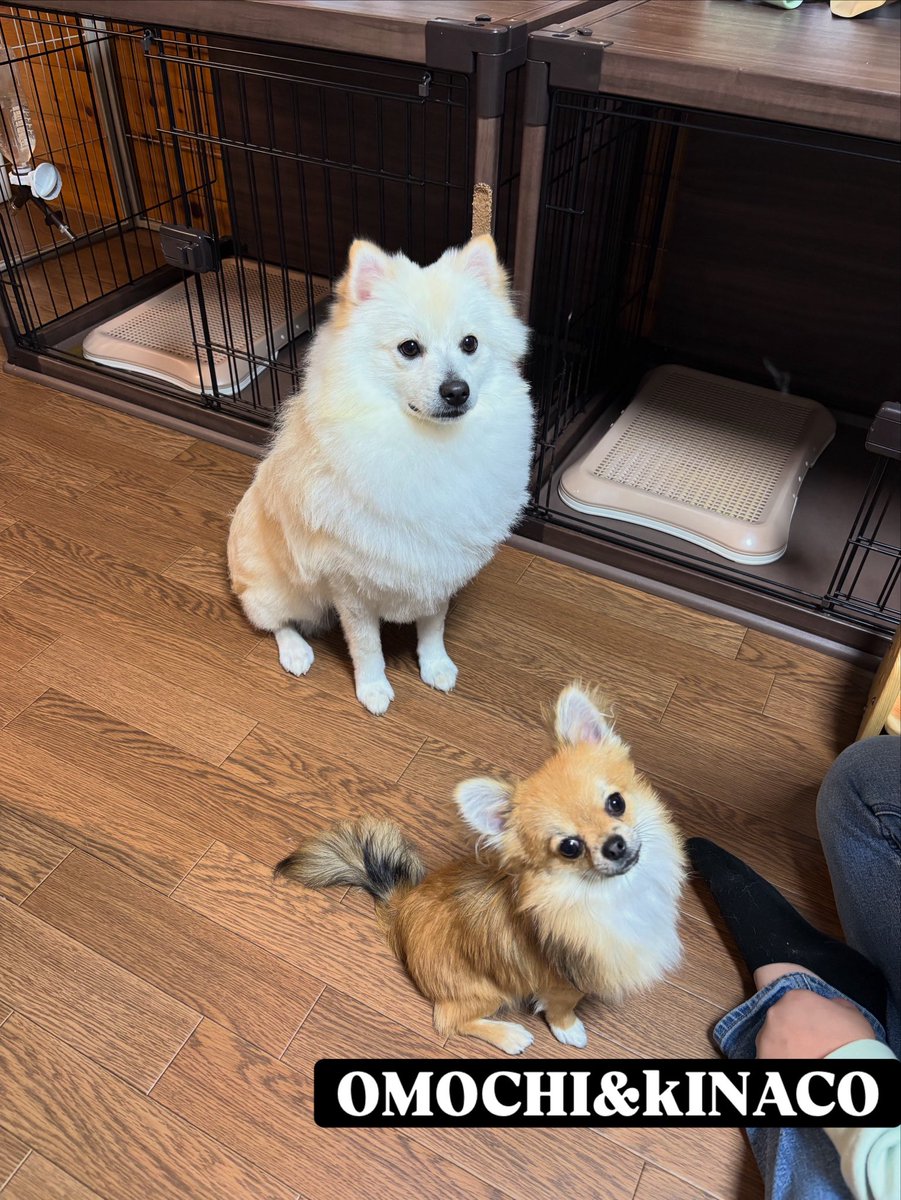 おもちときなこが本日トリミングしてきました♪
きなこはまだ毛が伸びきってないのでシャンプー🧴
おもちはモサモサしてたのでカットしてきました！
2人ともスッキリ^_^
ここのトリマーさん上手でいつも大満足👏
相変わらず仲良しな2人です😀
 #ポメラニアン #チワワ #犬のいる暮らし  #仲良し兄弟