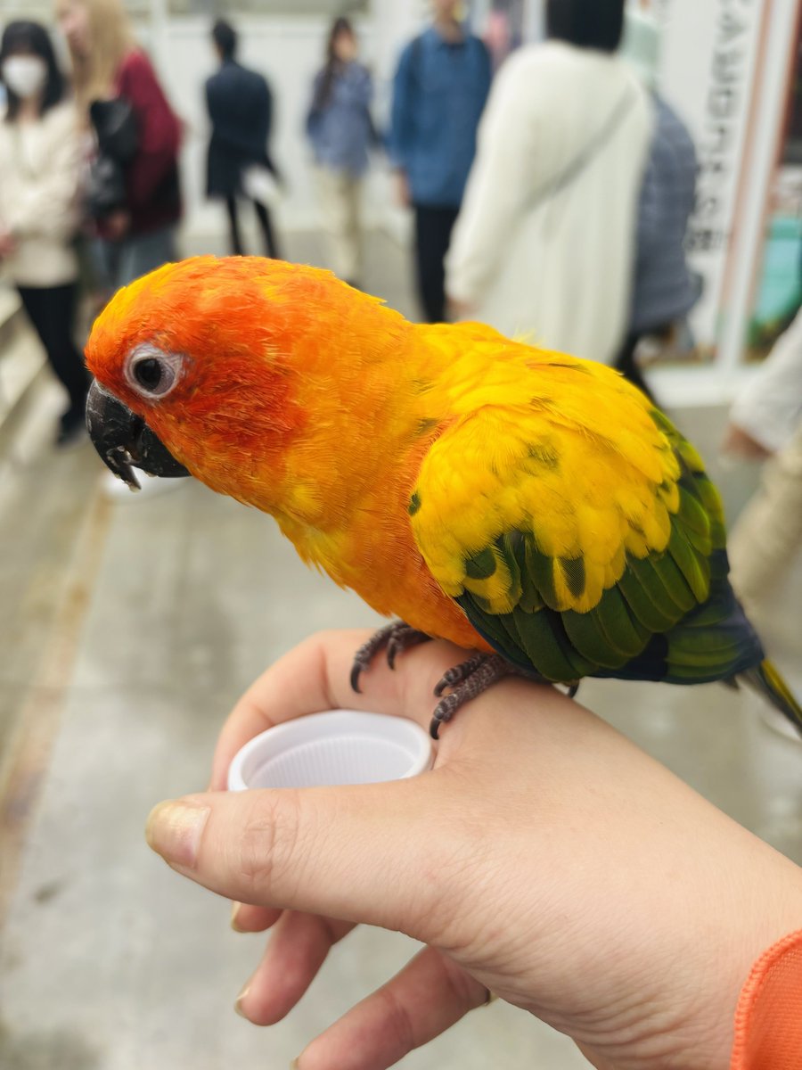 mfgkpp's tweet image. 花鳥園めちゃよすぎたのでまた行く時は平日に行って全てを手に入れたい所存