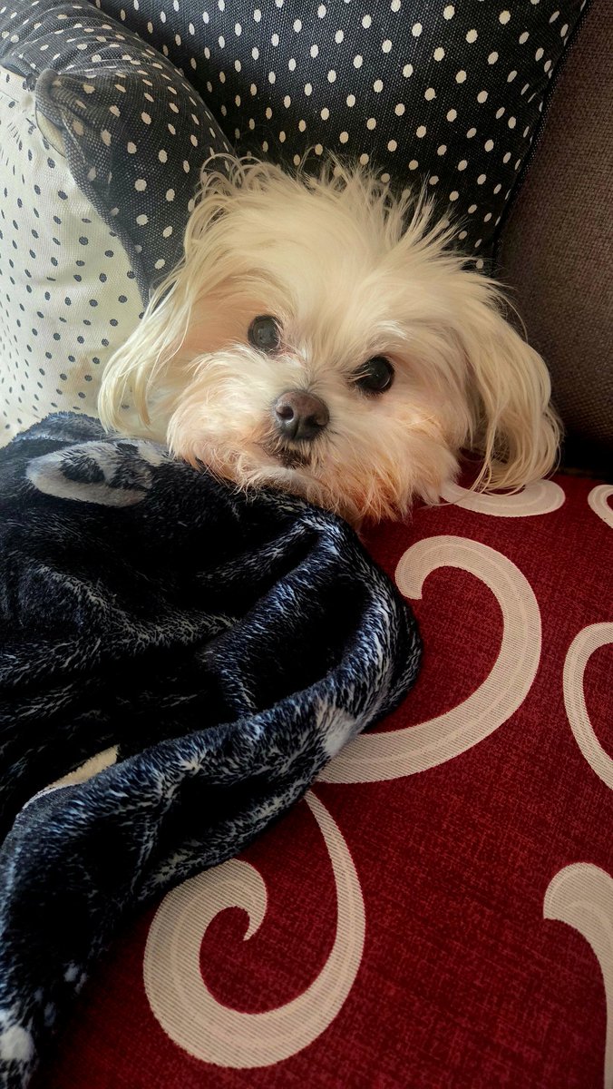 Es el cumpleaños 🎂 de Gina, mi niña 🐶 Te quiero.
¡14 años!!!