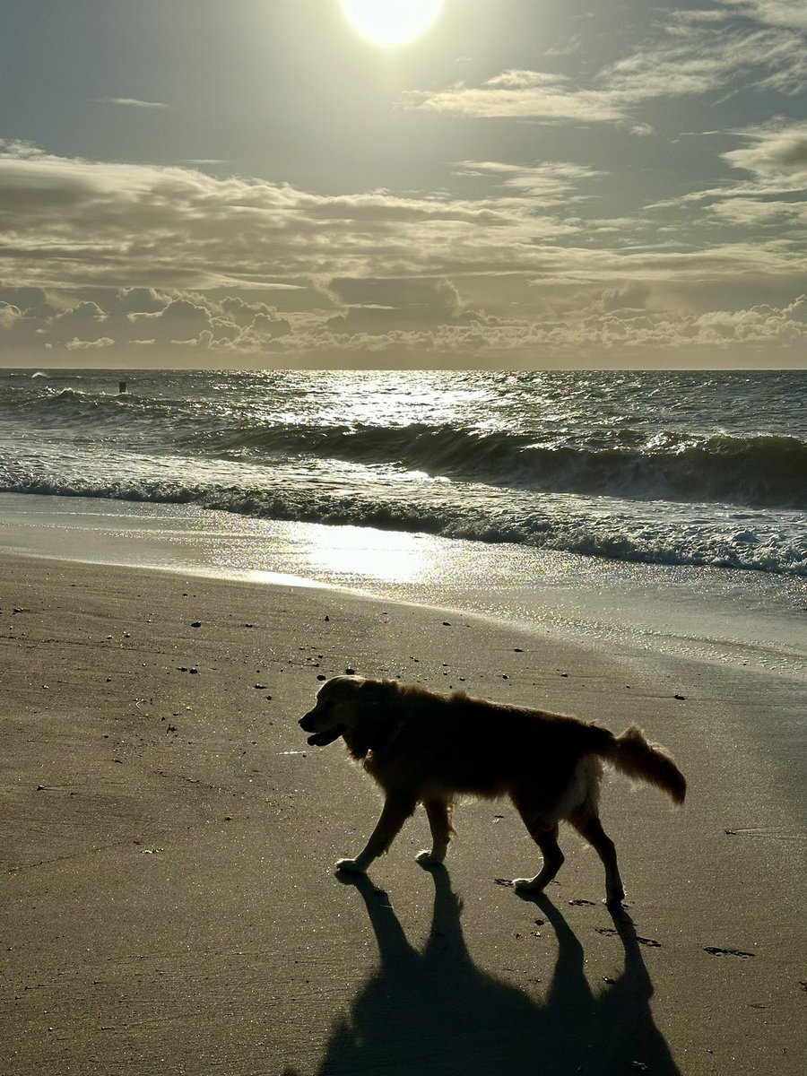 Good morning 💛🐾🐾💛

#southbourne beach #bournemouth