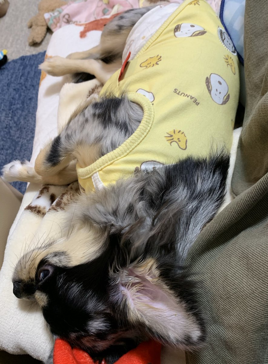 寒くなりましたぁ。
私にはうれちぃ季節🌟

本日もよろしくお願いします✨✨🙏
留守番に少し不機嫌なイキナヤツ✨