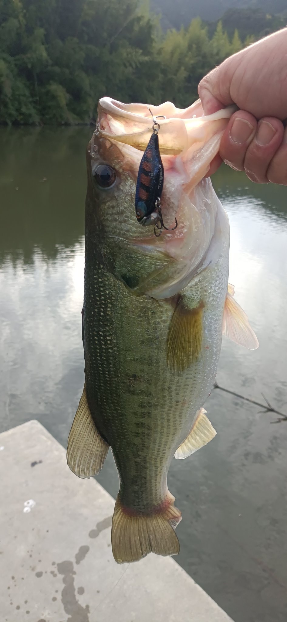 バス釣り - Search / X