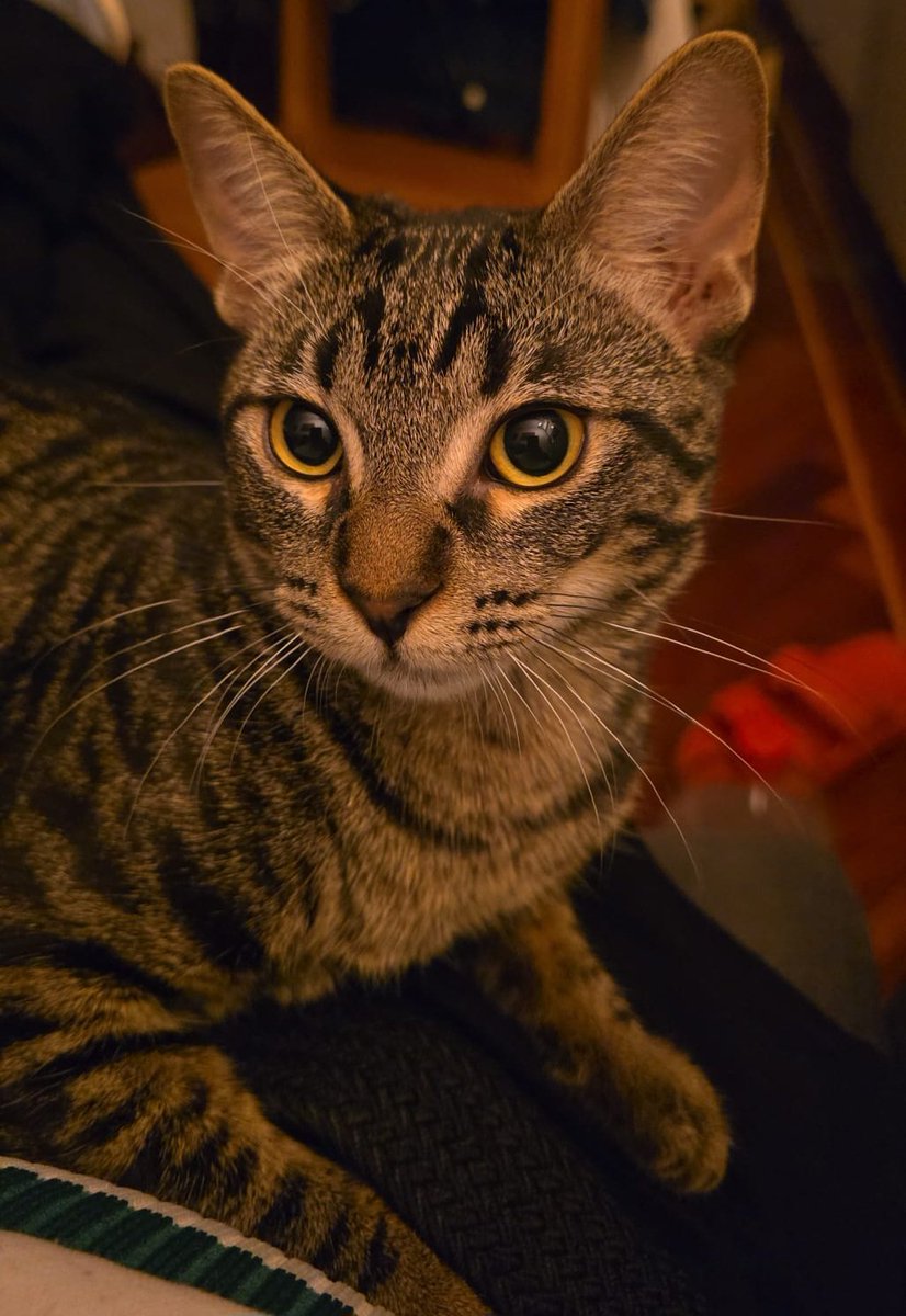 David Fraile Seco tweet media