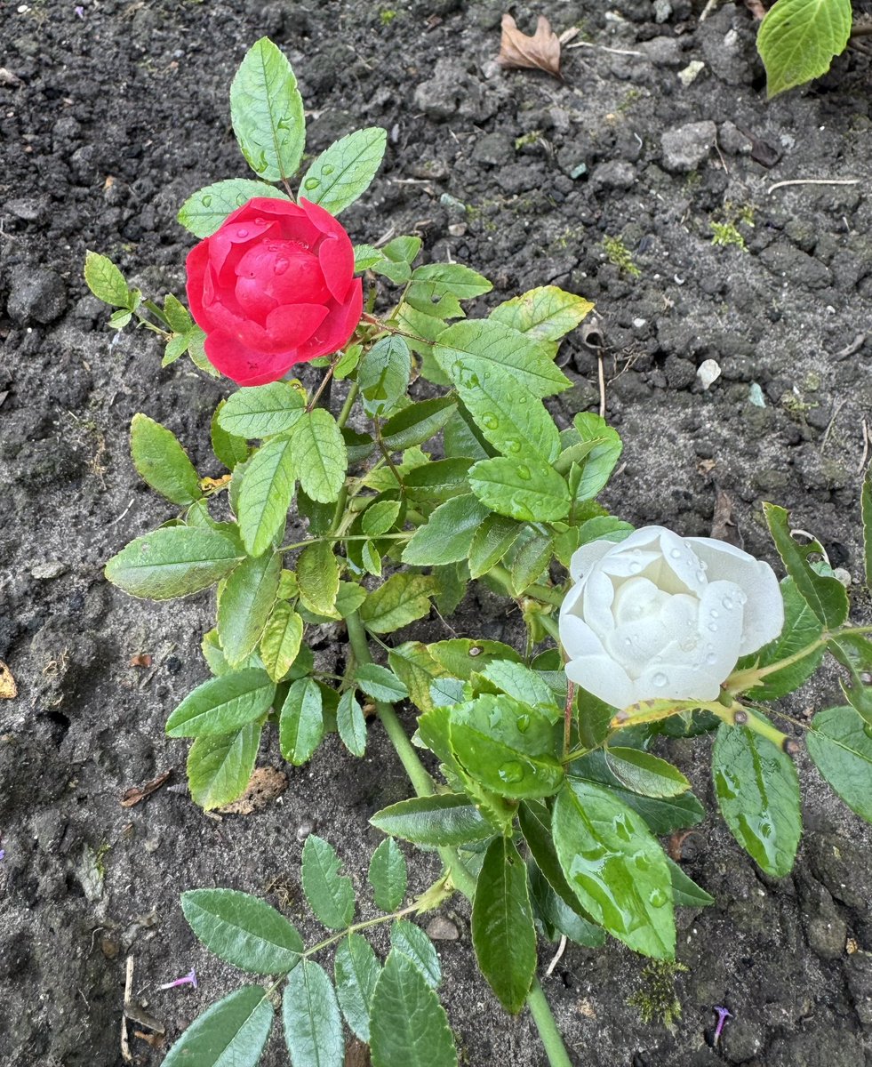 Goedemorgen wens jullie een fijne zondag toe 😘🍀☕️🙋🏻‍♀️
#Roosjes