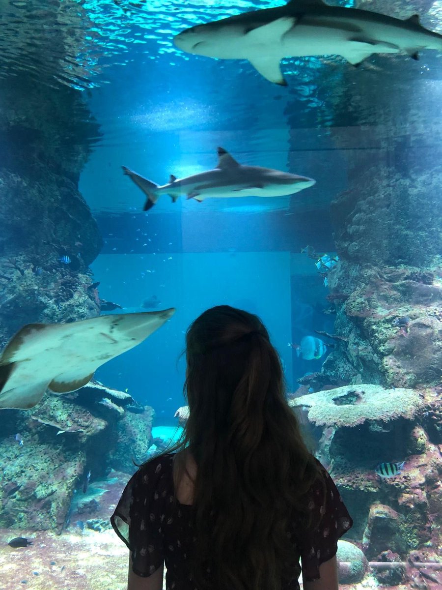 ⠀      

⠀ ⠀      ⠀               hi sharkies !!!!! 

⠀