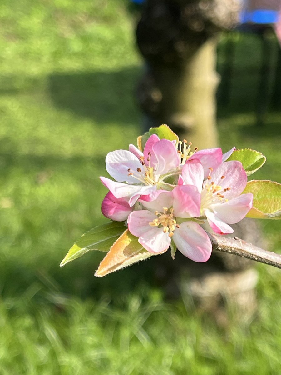 虹の林檎 Amazon.co.jp: ROCKIN'ON JAPAN (ロッキング・オン・ジャパン) 2000年