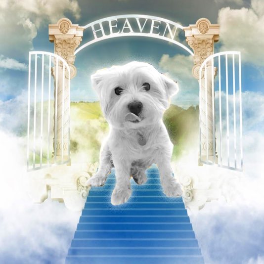 加密罗非鱼 tweet media