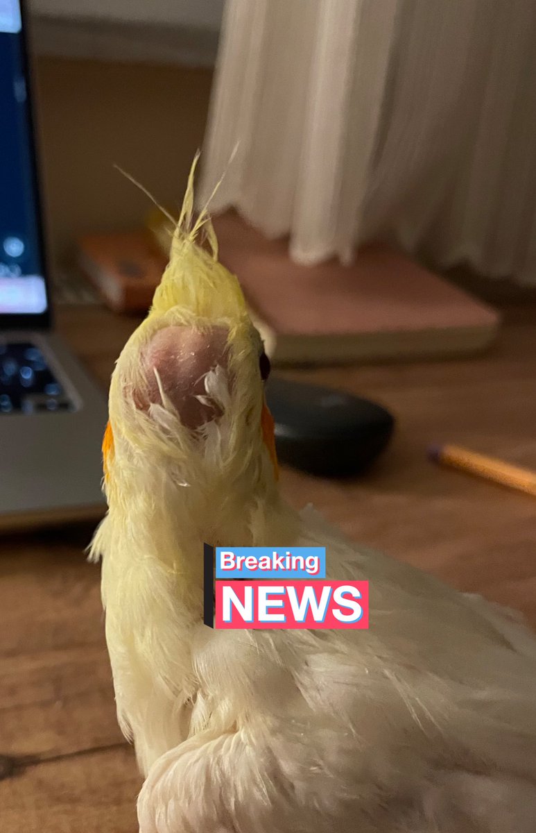 mellbutdump's tweet photo. Ayynen Türkiyede yaşamak hiç stresli değil👍🏻🧑🏻‍🦲 https://t.co/S0EGEaHrDu