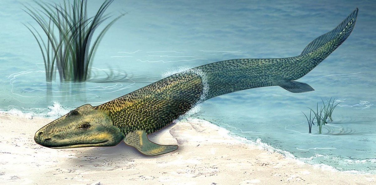one day, a fish decided to walk out of the water
and now we're here depressed about crypto market day by day