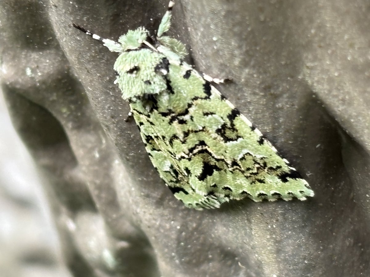 まみのすけ🐛 (@montachun) / Posts / X