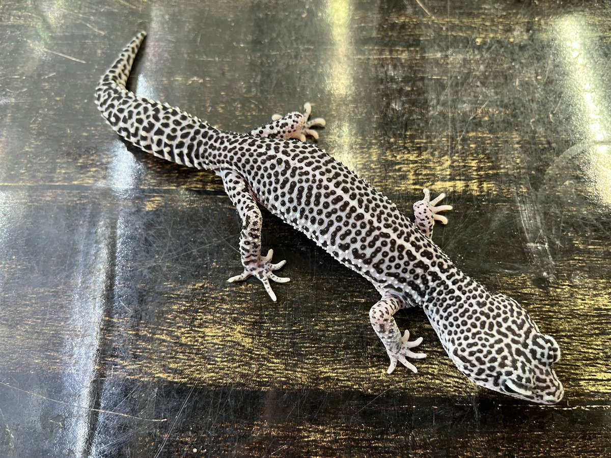 爬虫類クラブJ千葉ニュータウン店【公式】【爬虫類倶楽部、ハチクラ】 on X