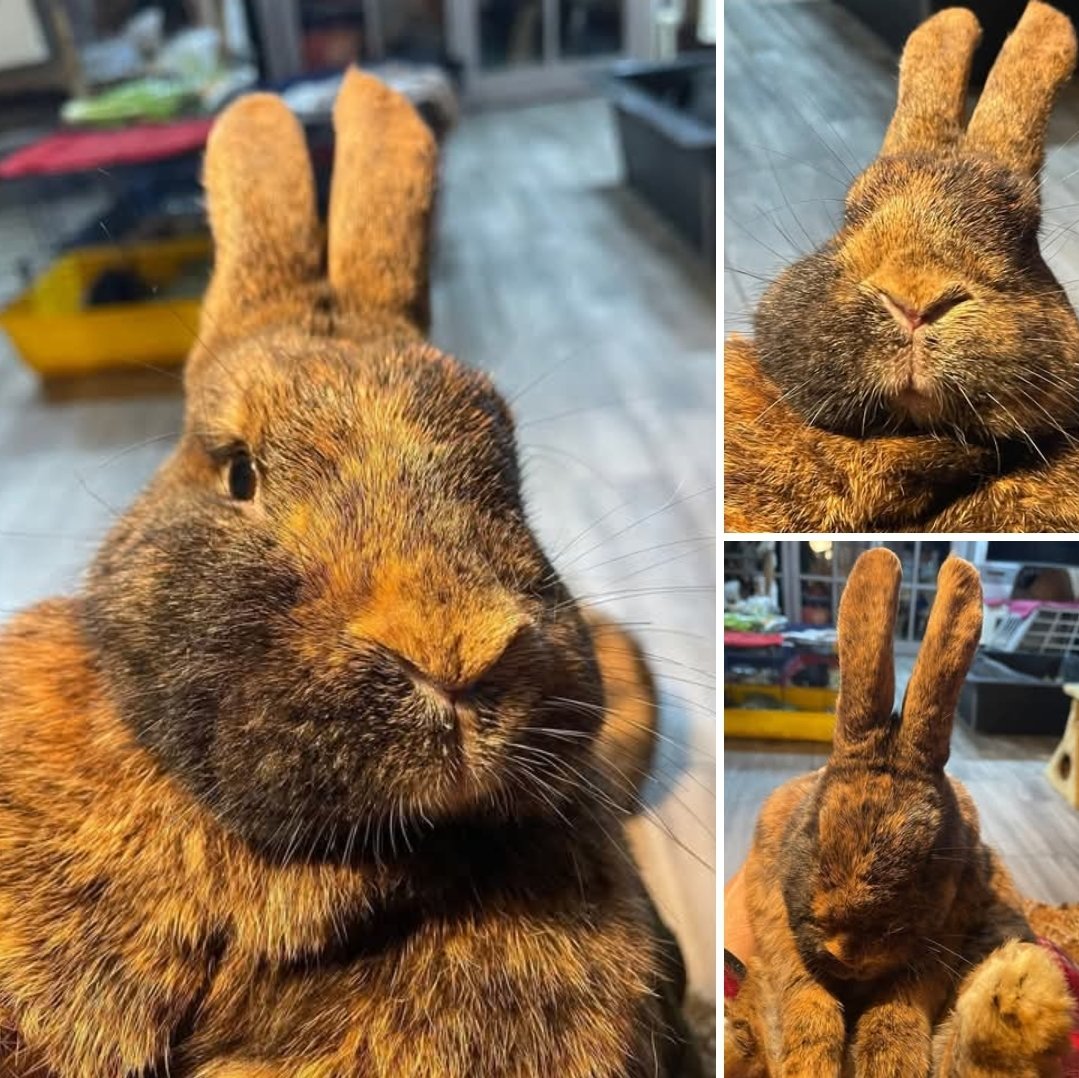 Gestern war HERR HOPPELMANN zur Pedi- und Maniküre geladen. So liebe und geduldige „Kunden“ wie ihn und seinen Bruder OTTO haben wir selten! 
Beide haben sich ganz entspannt und das Ränzlein kraulend bearbeiten lassen. 
HERRN HOPPELMANN fehlen leider noch immer 45€ monatlich.