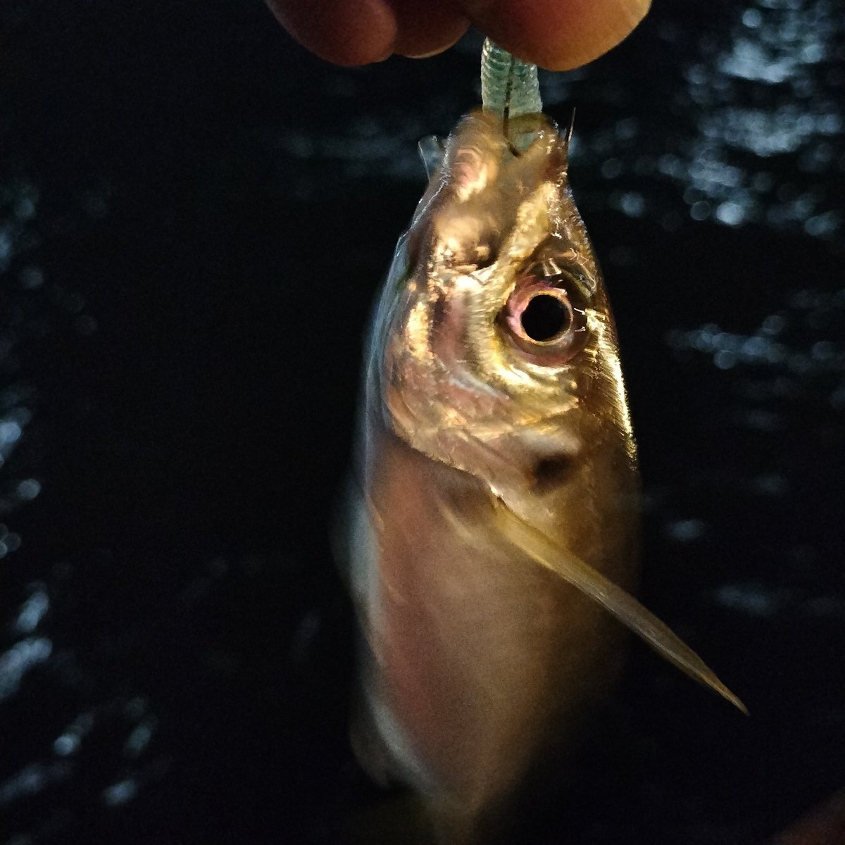 南さくアジング on X