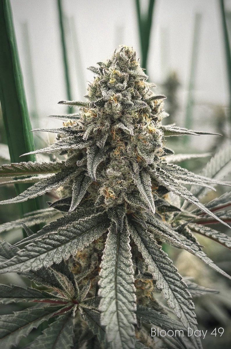 GreenShopLab's tweet image. ✨ Super Boof By GreenShop Lab ✨

🌍 Grown through Living Soil Organics, this Super Boof batch captures the soul of true organic craftsmanship — no synthetic boosters, no PGRs, only a thriving soil teeming with microbial life, nutrient cycling, and patience.