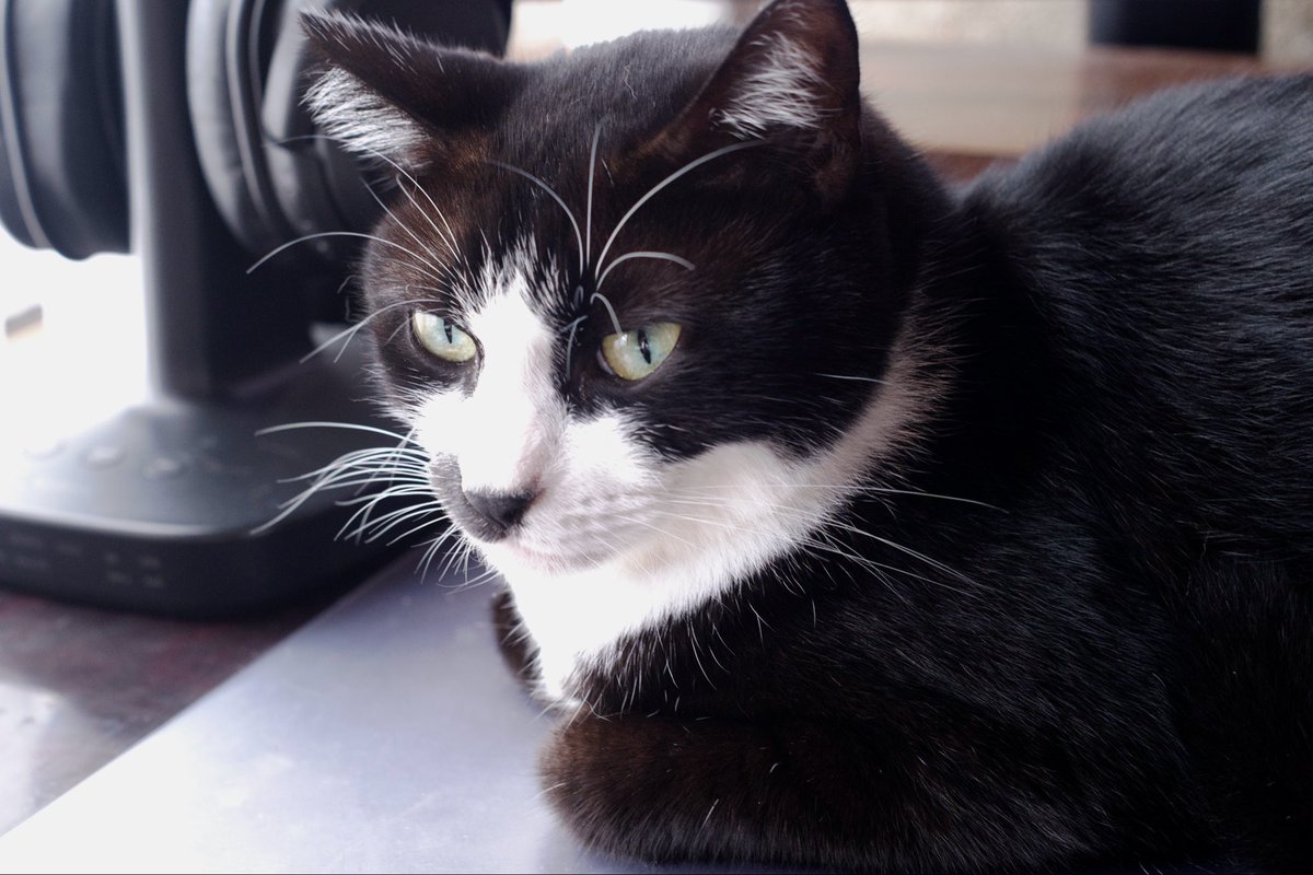 shibuhatya's tweet photo. デスクで考え事
#猫
#猫のいる暮らし 
#Sigma
#Sigmafp https://t.co/lOY6MdWg2H