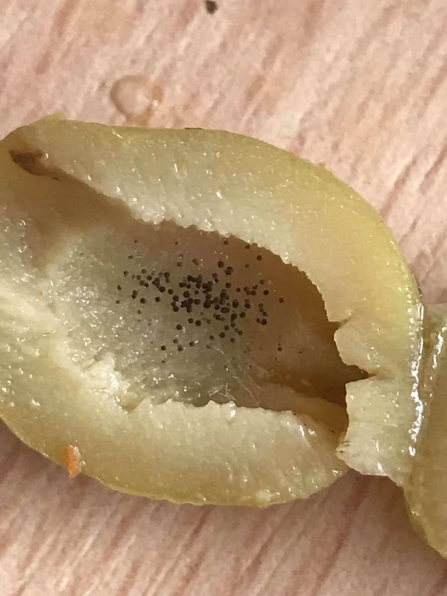 BİM’den aldığım İnci zeytinin içinde böyle siyah noktalar vardı.

<a href="/GidaveKontrolGM/">Gıda ve Kontrol Genel Müdürlüğü</a>