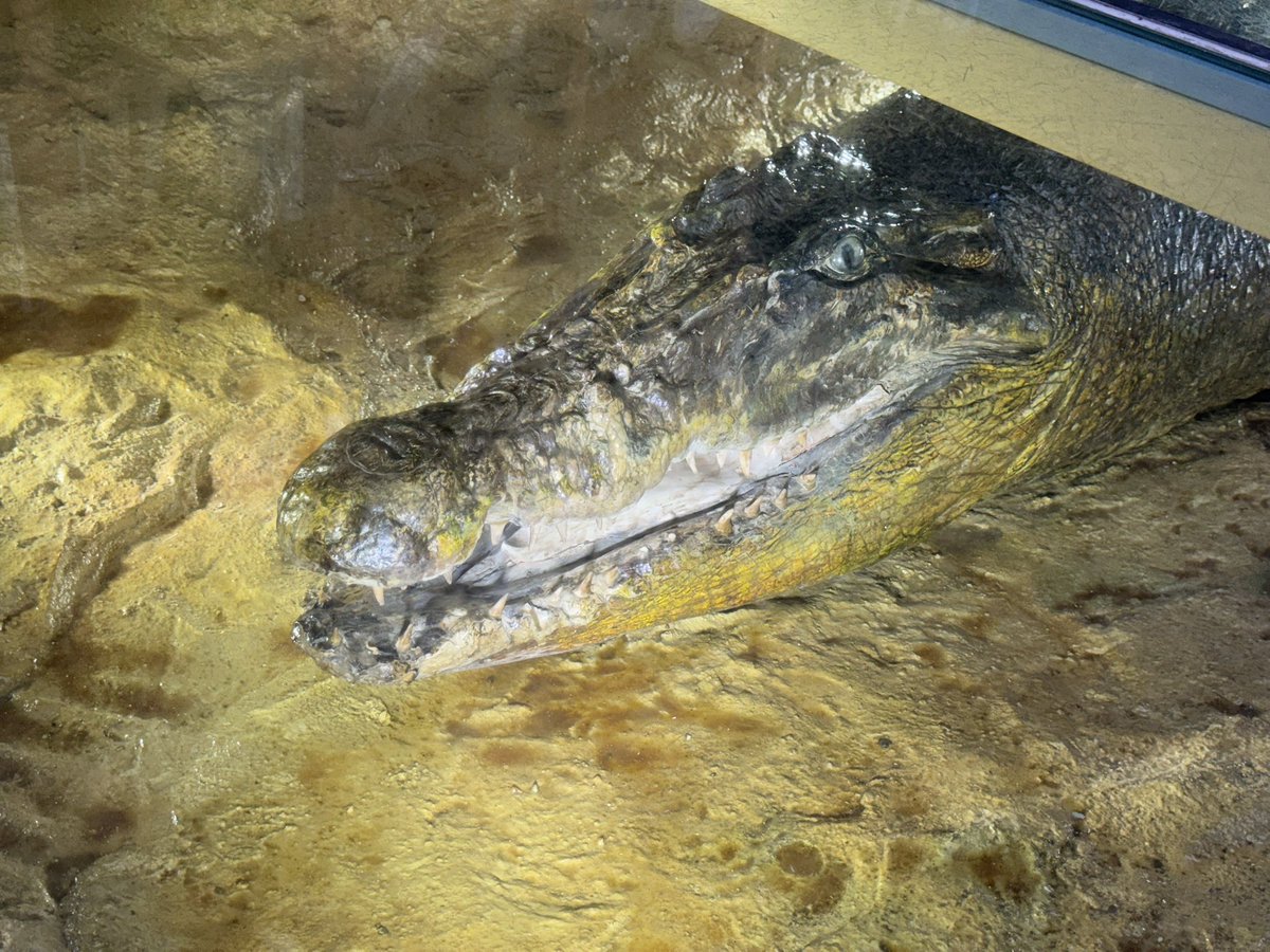 床下にいるイリエワニ🐊