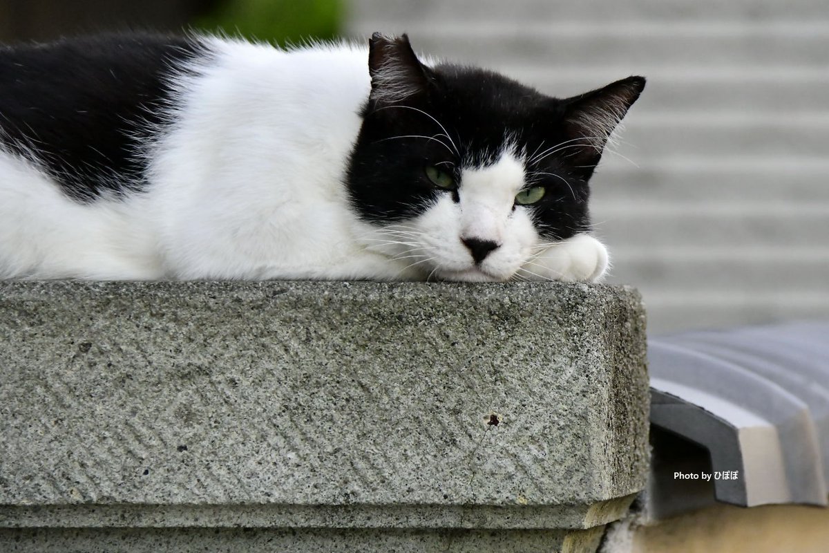 写真を撮るなら、めしをくれ。