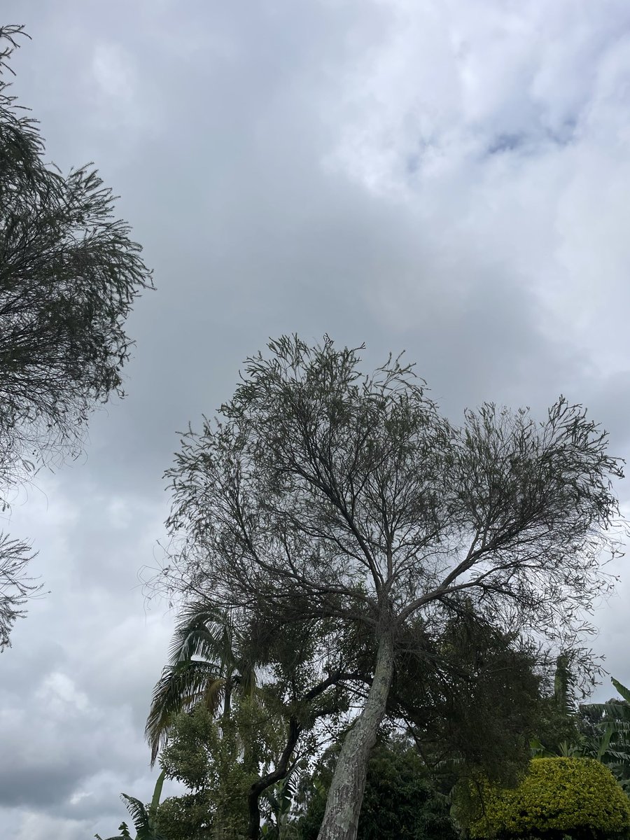 I hope trees know that I notice them 🌳😇😌☺️.