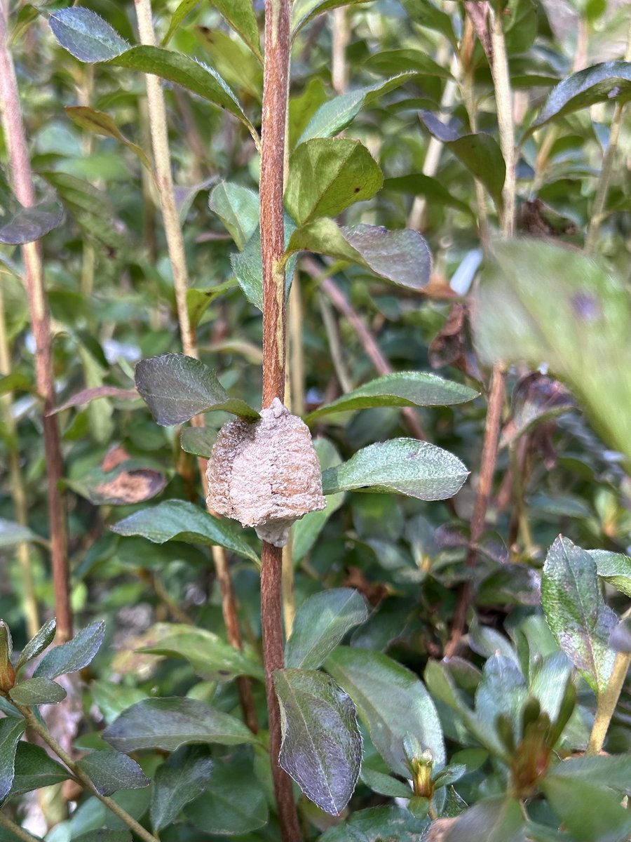 giantrogo's tweet image. 外に出るといろんなものに出会える。