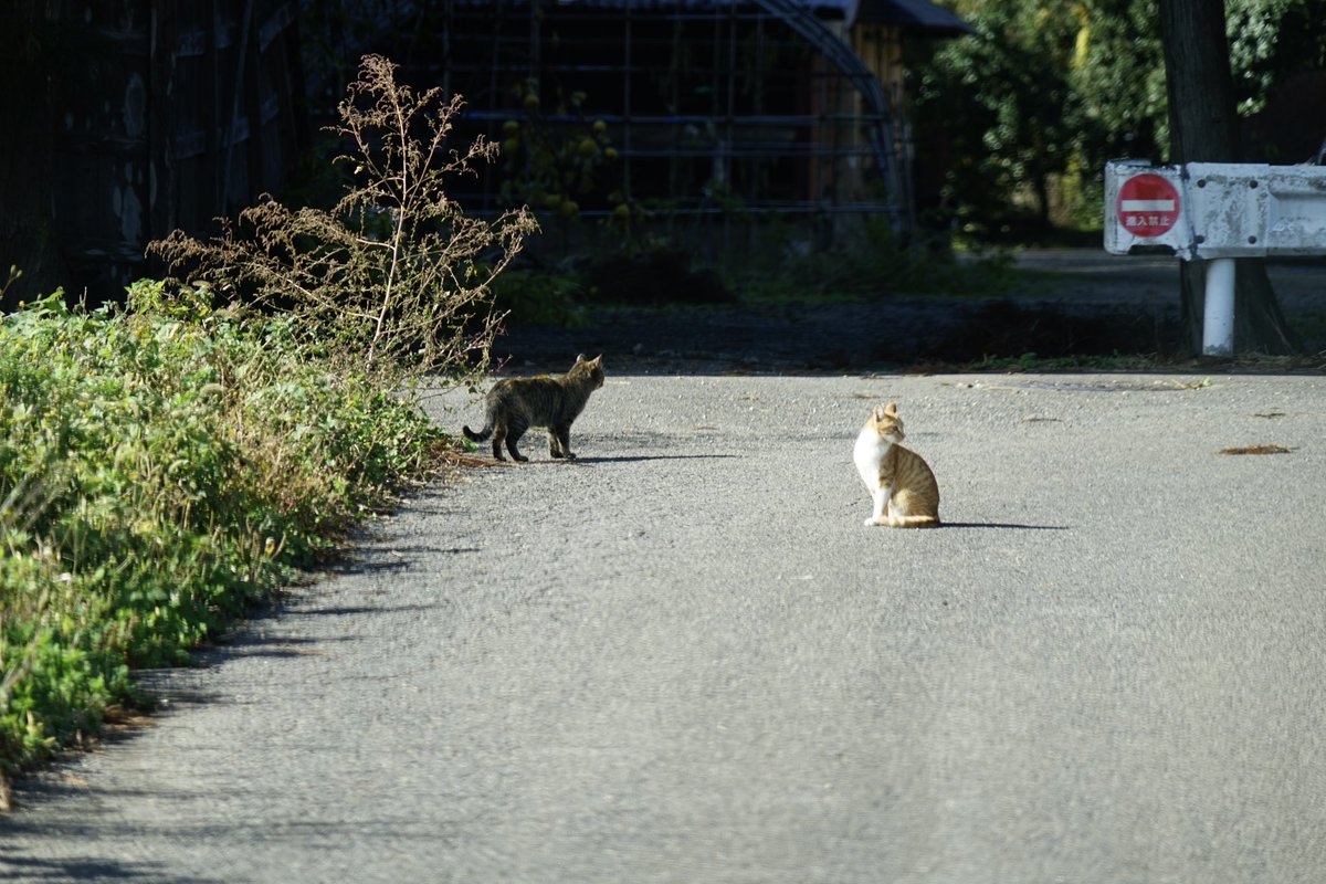 giantrogo's tweet image. 外に出るといろんなものに出会える。