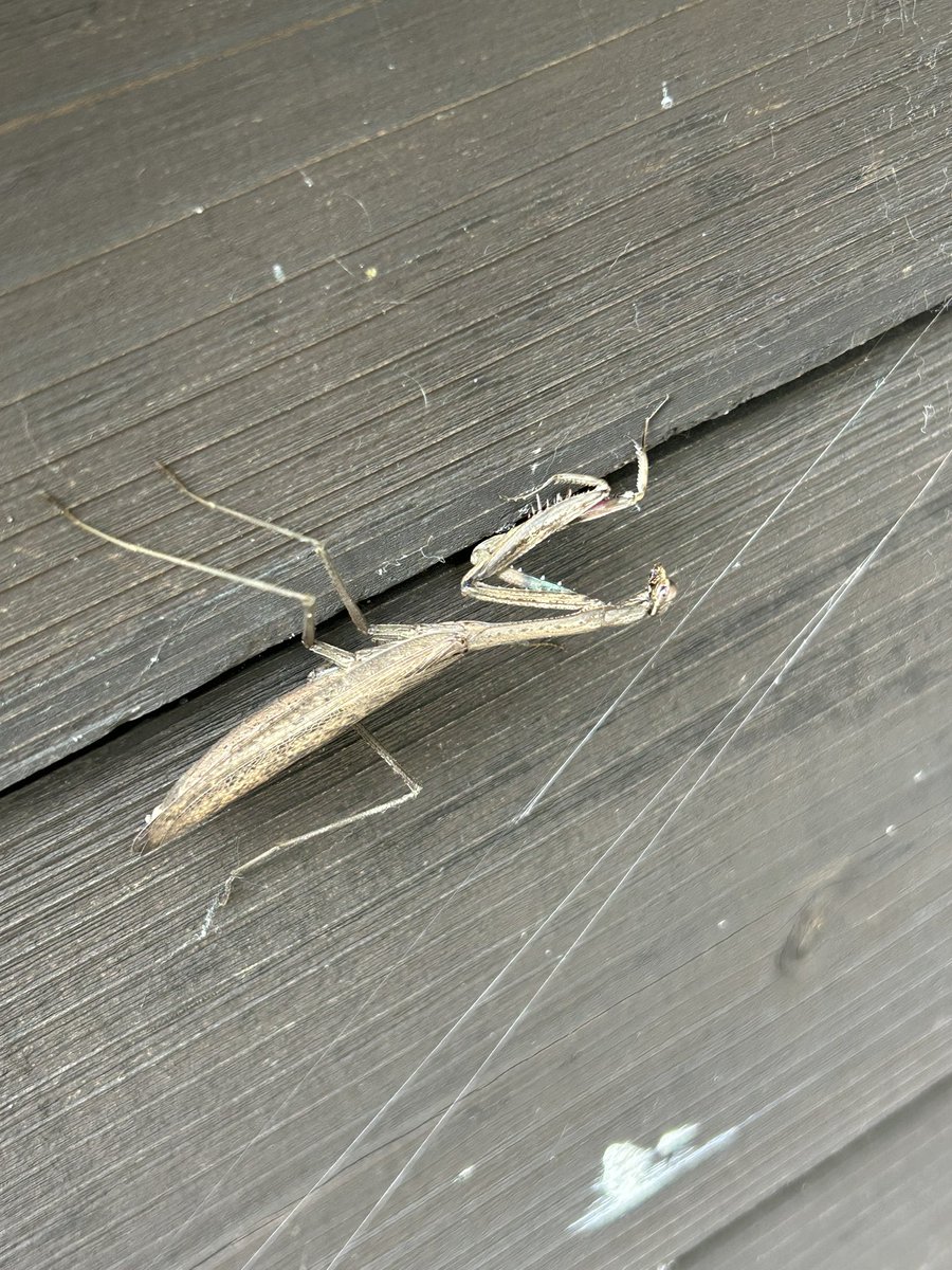 giantrogo's tweet image. 外に出るといろんなものに出会える。