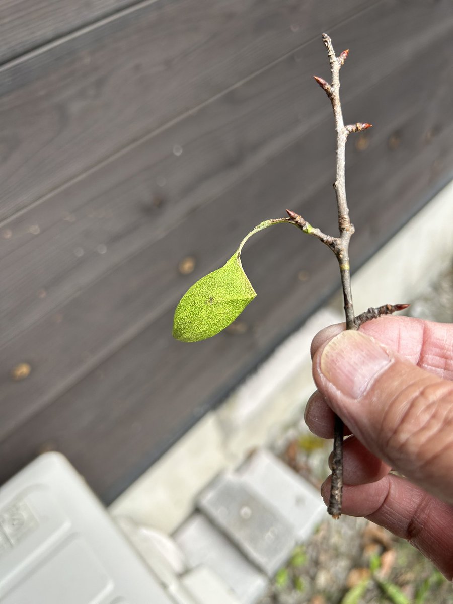 giantrogo's tweet image. 外に出るといろんなものに出会える。