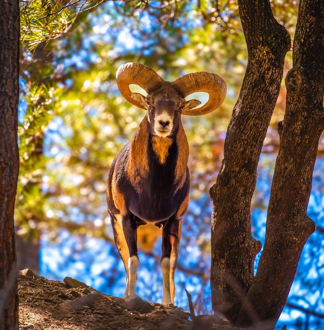 If there is a celebration for National Bison Day.... 
It's wonder why there wouldn't be a day that pays hommage to the most native resident of our forests on the island. 
Or is there one <a href="/theopemptou/">C. Theopemptou</a> ?