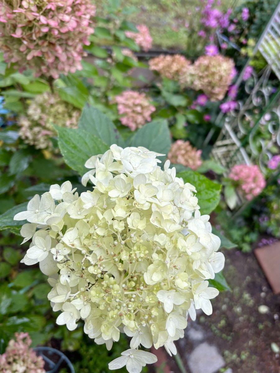 美しい日々 *̩̩̥*̩̩̥ ୨୧ (୨୧ᵕ̤ᴗᵕ̤)⑅ *̩̩̥*̩̩̥ on X